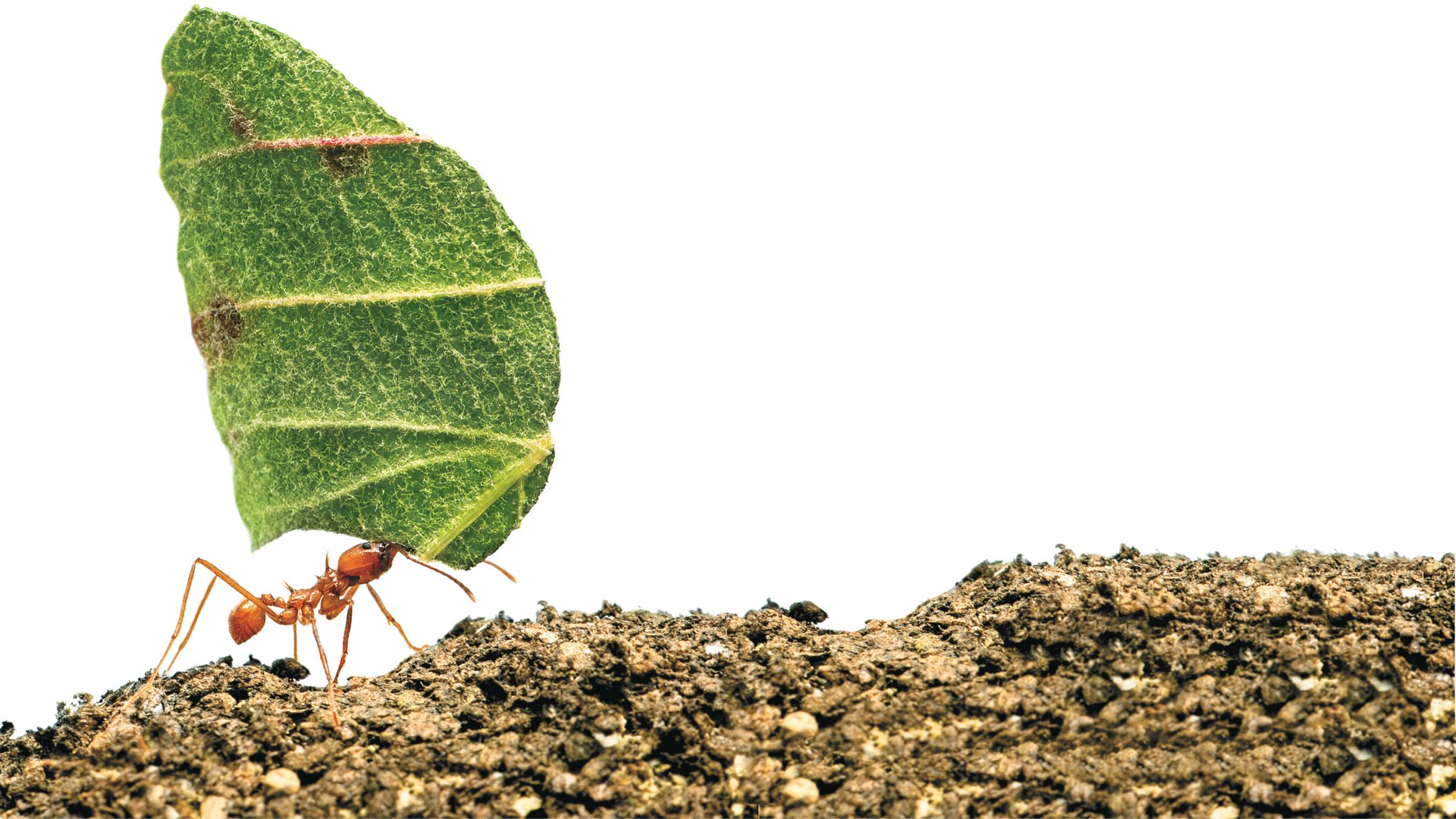 Close-up of an ant walking on gravel carrying a leaf several times its size