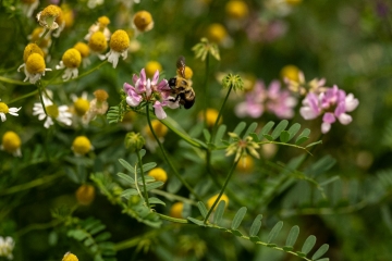 Computing Sciences Professor Awarded Grant from US Department of Agriculture to Study Pollinators Computing Sciences Professor Awarded Grant from US Department of Agriculture to Study Pollinators