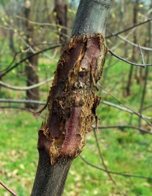 Chestnut blight attacks the living tissue of the tree in order to feed itself. Image courtesy  of The American Chestnut Foundation.