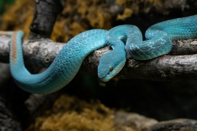 Trimeresurus insularis, also known as the Indonesian pit viper, is the animal anthropomorphized in “Zootopia 2” as main character Gary De’Snake. Trimeresurus insularis, also known as the Indonesian pit viper, is the animal anthropomorphized in “Zootopia 2” as main character Gary De’Snake.
