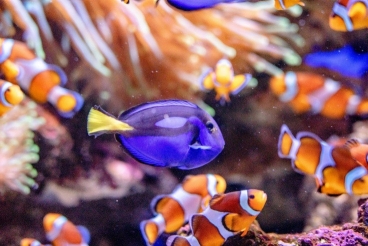 Blue tangs and clownfish were prominent in Disney’s “Finding Nemo” and “Finding Dory,” but a study has shown the movies had no measurable impact on their imports or sales. Blue tangs and clownfish were prominent in Disney’s “Finding Nemo” and “Finding Dory,” but a study has shown the movies had no measurable impact on their imports or sales.