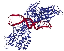 Manipulation of the Innate Immune Response Manipulation of the Innate Immune Response