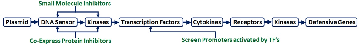 Gene Therapy Research Opportunities for Undergraduates Gene Therapy Research Opportunities for Undergraduates