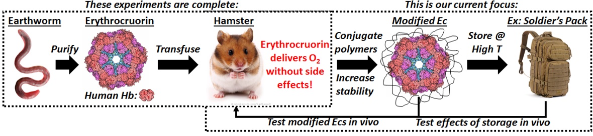 Development of Earthworm Hemoglobin as a Blood Substitute – Opportunities for Undergraduate Research Development of Earthworm Hemoglobin as a Blood Substitute – Opportunities for Undergraduate Research