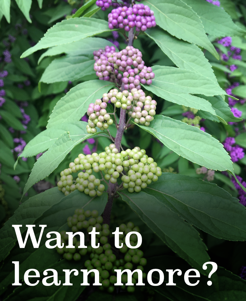 Want to learn more? Check our Villanova Sustainability website.