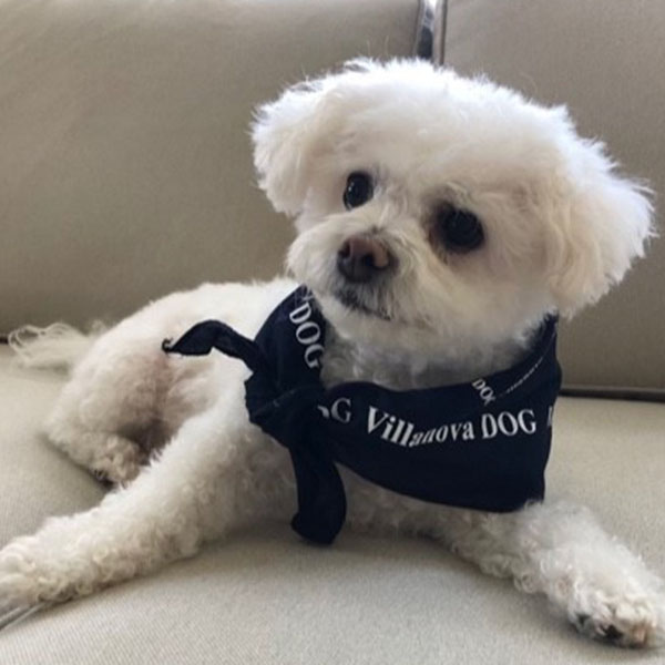 White fluffy dog on couch wearing navy Villanova bandanna around neck