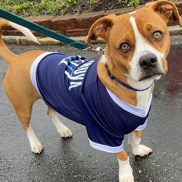 a brown dog is walked on a leash wearing its Villanova jersey